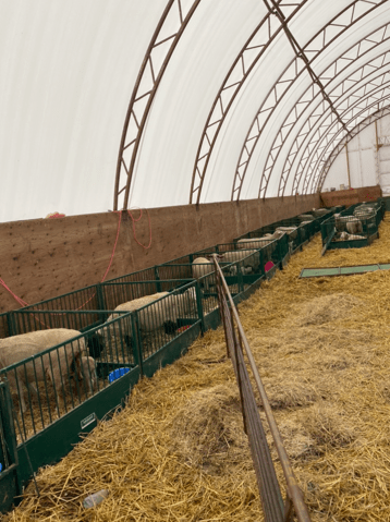 Lambing & Kidding - Lakeland Heavy Duty Lambing & Kidding Pen Panels - Lakeland Farm and Ranch