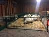 Lambing & Kidding - Lakeland Heavy Duty Lambing & Kidding Pen Panels - Lakeland Farm and Ranch