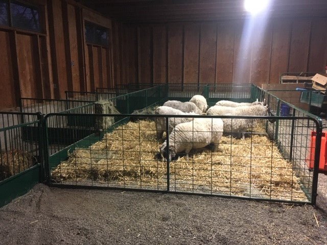 Lambing & Kidding - Lakeland Heavy Duty Lambing & Kidding Pen Panels - Lakeland Farm and Ranch