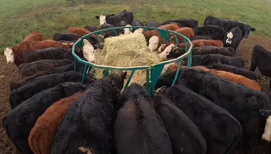 Bale Feeders - Lakeland Heavy Duty Slant Bar Round Bale Feeder - Lakeland Farm and Ranch