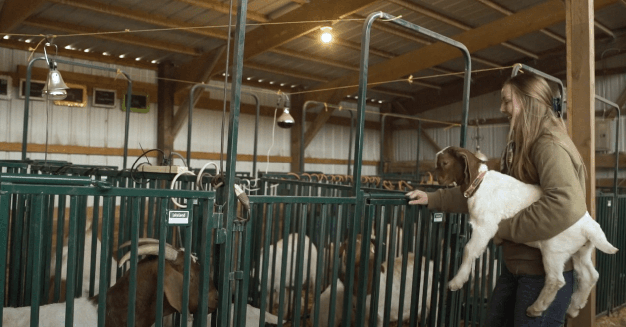 Panels & Gates - Lakeland Heavy Duty Spindle Penning Panel - Lakeland Farm and Ranch