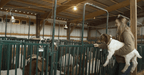 Panels & Gates - Lakeland Heavy Duty Spindle Penning Panel - Lakeland Farm and Ranch