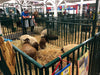 Panels & Gates - Lakeland Heavy Duty Spindle Penning Panel with Man Door - Lakeland Farm and Ranch