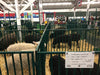 Panels & Gates - Lakeland Heavy Duty Spindle Penning Panel with Man Door - Lakeland Farm and Ranch