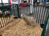 Panels & Gates - Lakeland Heavy Duty Spindle Penning Panel with Man Door - Lakeland Farm and Ranch
