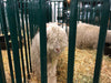Panels & Gates - Lakeland Heavy Duty Spindle Penning Panel with Man Door - Lakeland Farm and Ranch