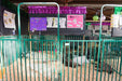 Panels & Gates - Lakeland Heavy Duty Spindle Penning Panel with Man Door - Lakeland Farm and Ranch