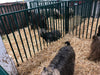 Panels & Gates - Lakeland Heavy Duty Spindle Penning Panel with Man Door - Lakeland Farm and Ranch