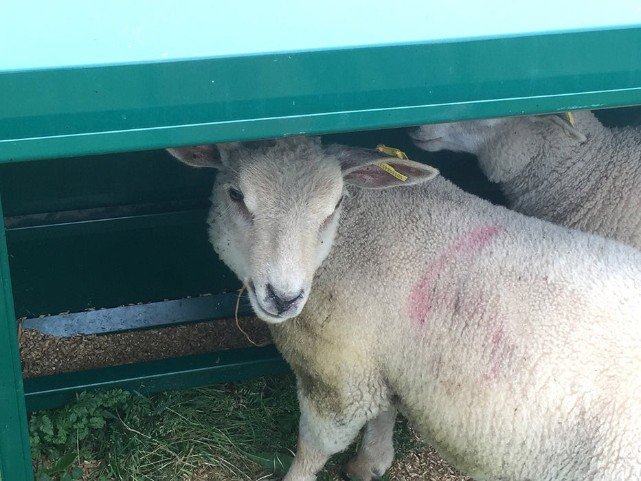 Creep Feeder - Lakeland Lamb Creep Feeder - Lakeland Farm and Ranch
