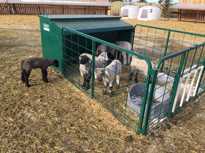 Creep Feeder - Lakeland Lamb Creep Feeder - Lakeland Farm and Ranch