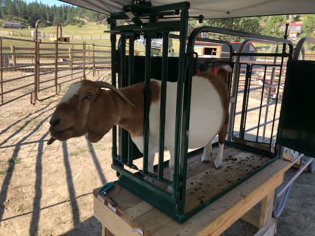 Head Gates - Lakeland Self Catch Headgate and Chute - Lakeland Farm and Ranch