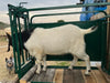 Head Gates - Lakeland Self Catch Headgate and Chute - Lakeland Farm and Ranch