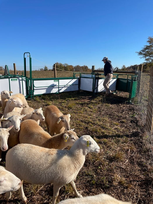 Handling Packages - Lakeland SG300 - Sheep & Goat Handling System - Lakeland Farm and Ranch