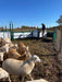 Handling Packages - Lakeland SG300 - Sheep & Goat Handling System - Lakeland Farm and Ranch