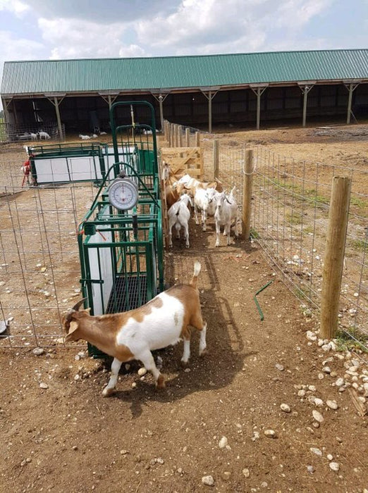 Handling Packages - Lakeland SG300 - Sheep & Goat Handling System - Lakeland Farm and Ranch