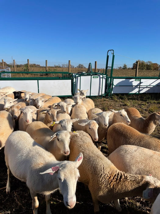 Handling Packages - Lakeland SG300 - Sheep & Goat Handling System - Lakeland Farm and Ranch