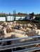 Handling Packages - Lakeland SG300 - Sheep & Goat Handling System - Lakeland Farm and Ranch