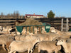 Basket Feeders - Lakeland Sheep Basket Feeder - Lakeland Farm and Ranch