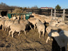 Basket Feeders - Lakeland Sheep Basket Feeder - Lakeland Farm and Ranch