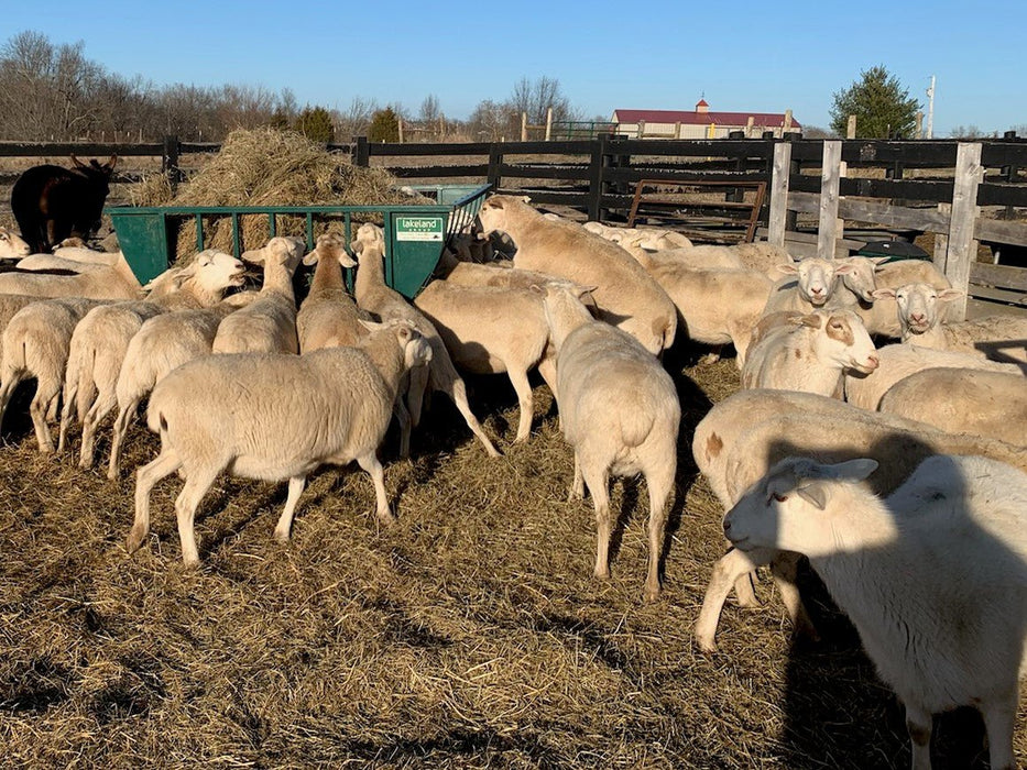 Basket Feeders - Lakeland Sheep Basket Feeder - Lakeland Farm and Ranch