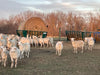 Basket Feeders - Lakeland Sheep Basket Feeder - Lakeland Farm and Ranch