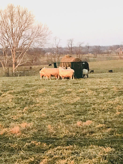 Basket Feeders - Lakeland Sheep Basket Feeder - Lakeland Farm and Ranch