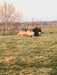 Basket Feeders - Lakeland Sheep Basket Feeder - Lakeland Farm and Ranch