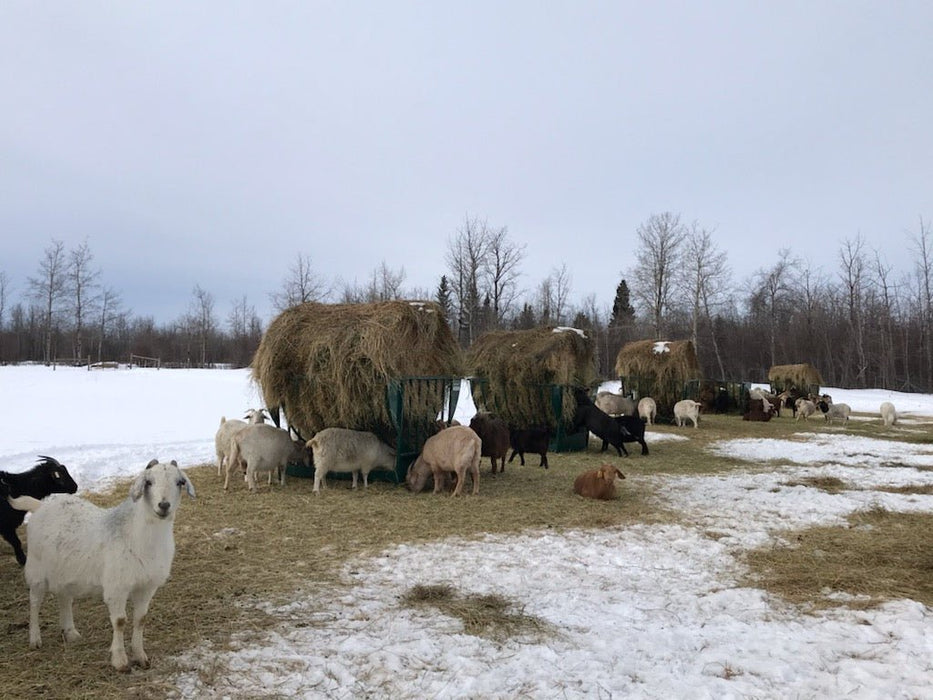 Basket Feeders - Lakeland Sheep Basket Feeder with Pan - Lakeland Farm and Ranch