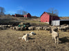 Basket Feeders - Lakeland Sheep Basket Feeder with Pan - Lakeland Farm and Ranch