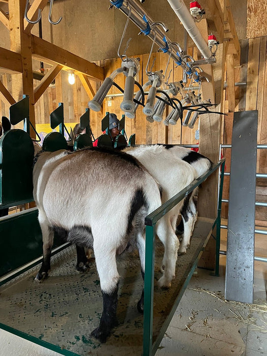 Sheep and Goat Handling Equipment - Lakeland Sheep/Goat Milking Stand with Headlocks - Lakeland Farm and Ranch
