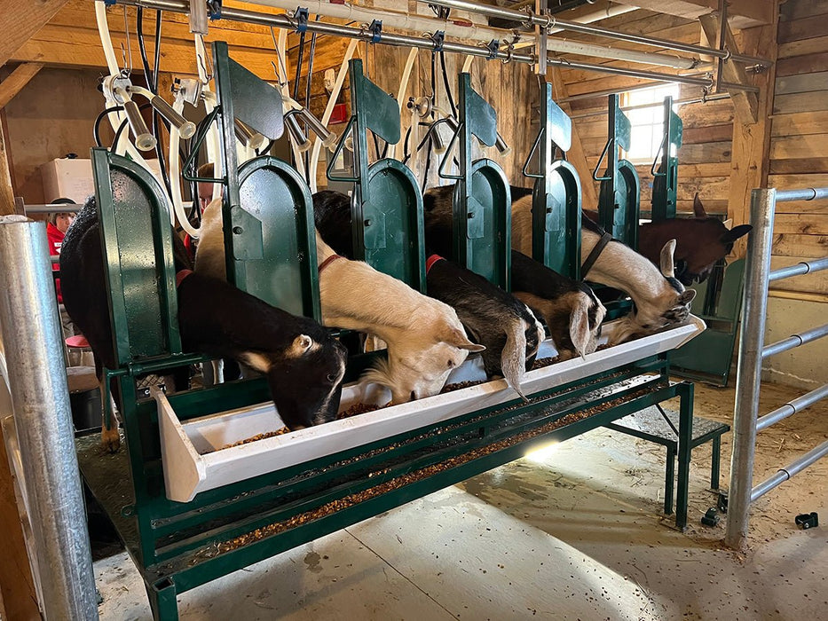Sheep and Goat Handling Equipment - Lakeland Sheep/Goat Milking Stand with Headlocks - Lakeland Farm and Ranch