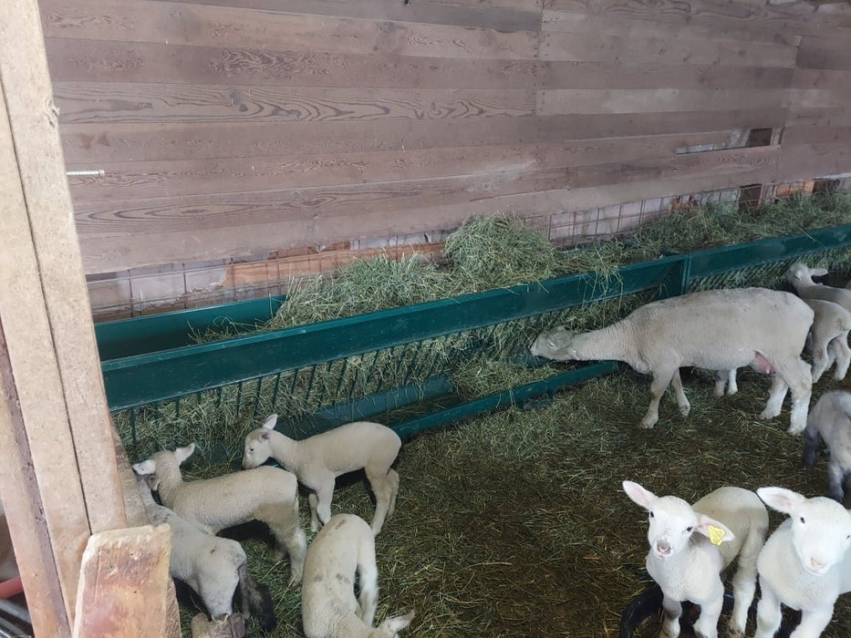 Hay Feeders - Lakeland Single - Sided Hay & Grain Feeder - Lakeland Farm and Ranch