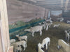 Hay Feeders - Lakeland Single - Sided Hay & Grain Feeder - Lakeland Farm and Ranch