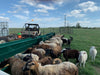 Hay Feeders - Lakeland Single - Sided Hay & Grain Feeder - Lakeland Farm and Ranch