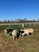 Bale Feeders - Lakeland Slanted Bar Round Bale Feeder - Lakeland Farm and Ranch