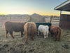 Bale Feeders - Lakeland Square Bale Hay and Grain Feeder - Lakeland Farm and Ranch