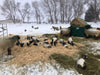 Bale Feeders - Lakeland Square Bale Hay and Grain Feeder - Lakeland Farm and Ranch