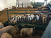 Bunk Feeders - Lakeland Tombstone Fenceline Bunk Feeder - Lakeland Farm and Ranch