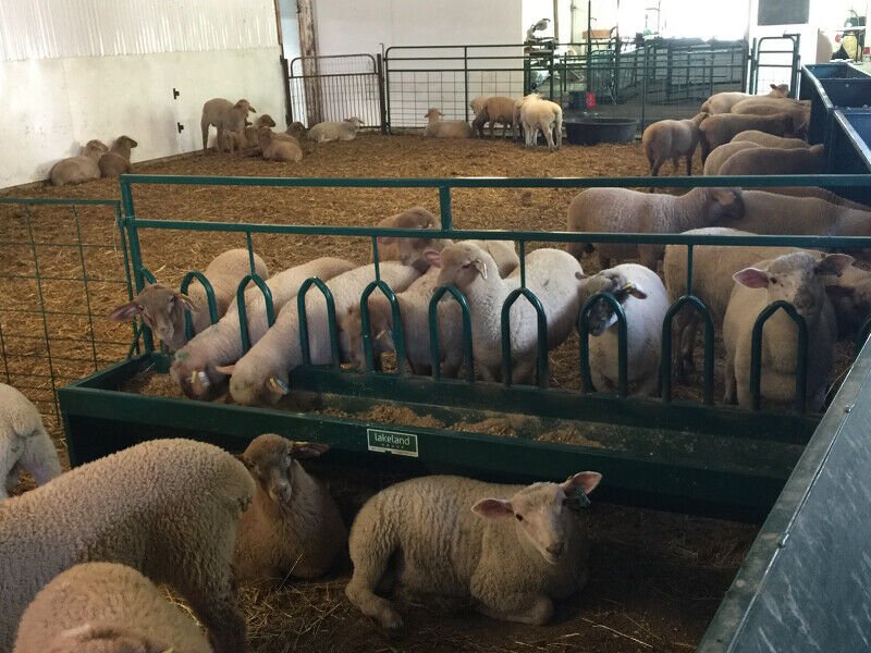 Bunk Feeders - Lakeland Tombstone Fenceline Bunk Feeder - Lakeland Farm and Ranch