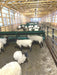 Hay Feeders - Lakeland Walk Through Hay and Grain Feeder - Lakeland Farm and Ranch