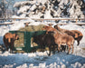 Hay Feeders - Lakeland Walk Through Hay and Grain Feeder - Lakeland Farm and Ranch