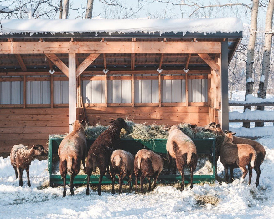 Hay Feeders - Lakeland Walk Through Hay and Grain Feeder - Lakeland Farm and Ranch