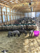 Hay Feeders - Lakeland Walk Through Hay and Grain Feeder - Lakeland Farm and Ranch
