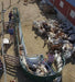 Crowding Tubs - Lakeland Working Chute and Crowding Tub - Lakeland Farm and Ranch