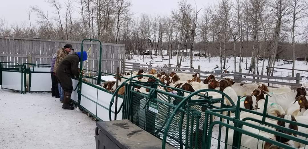 Crowding Tubs - Lakeland Working Chute and Crowding Tub - Lakeland Farm and Ranch
