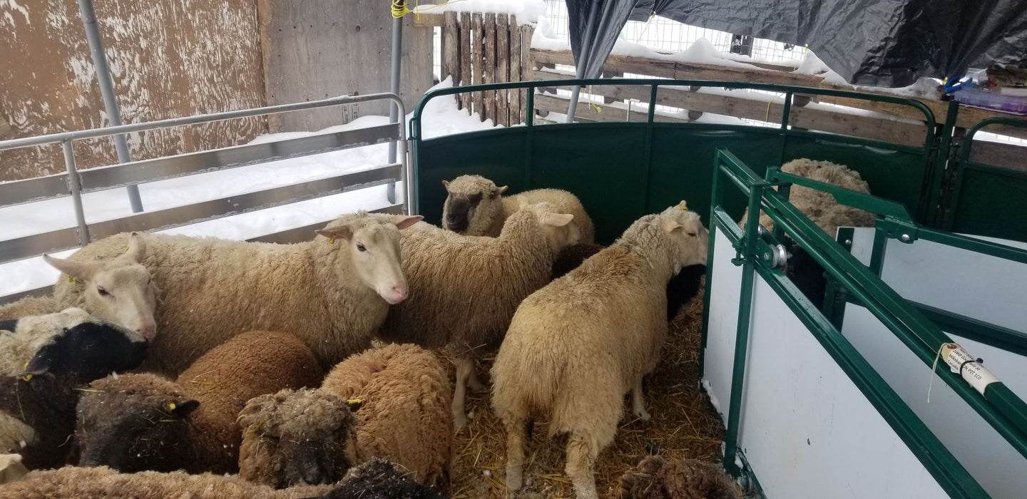 Crowding Tubs - Lakeland Working Chute and Crowding Tub - Lakeland Farm and Ranch
