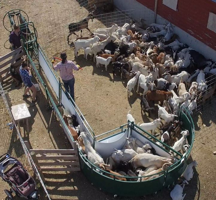 Crowding Tubs - Lakeland Working Chute and Crowding Tub - Lakeland Farm and Ranch