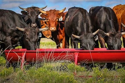 Bunk Feeders - Priefert 10' Bunk Feeder w/Powder Coated Metal Liner - Priefert