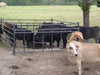 Livestock Panels - Priefert 12' Premier Calf Pass Panel - Priefert