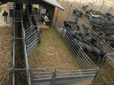 Alleys - Priefert 20' Sheeted Adjustable Alley w/Alley Gate & Preg Panels - Priefert